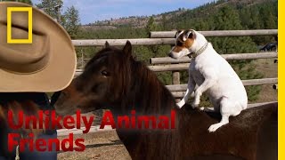 A Dog and Pony Show | Unlikely Animal Friends