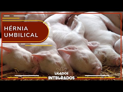 Como identificar a Hérnia Umbilical em suínos?  | Ligados & Integrados - 01/08/2023