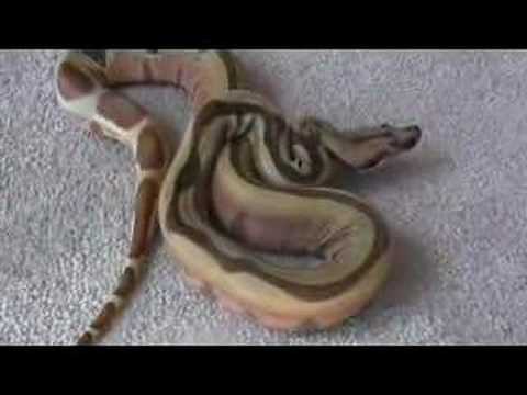 Super Salmon Jungle Boa het Albino - George