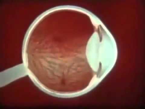 Видео: Склера анатомия, функция и диаграма - Карти на тялото