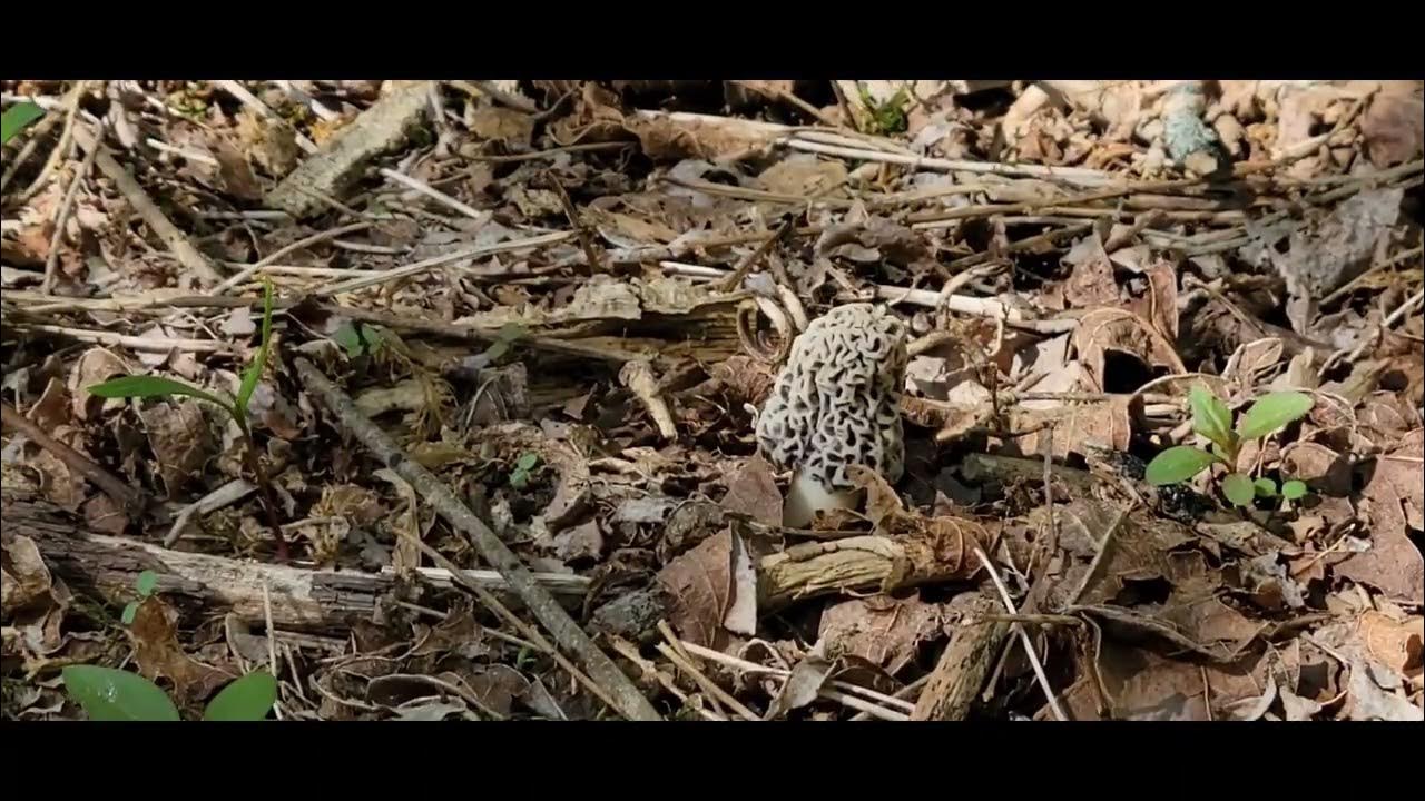 morels March 6th YouTube