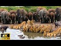 4k faune africaine survie des animaux sauvages dans le parc national de ngorongoro
