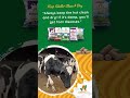 மழைக்காலத்தில் மாடுகளுக்கான பண்ணை பராமரிப்பு முறைகள்! 🐄🌧️ #dairyfarming #dairyherd II ADHESHWAR AGRO