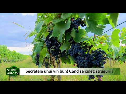 Secretele unui vin bun! Când se culeg strugurii 15 09 2020