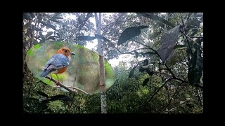 suara anis merah di alam gacor ,,apakah tanda mulai musim kawain??