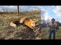 Update to 5 sets 5 solutionscatches have been made trapping coyotes redfox farmlife