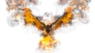 Flying Bird fire effect awesome intro Tamplate without logo without text