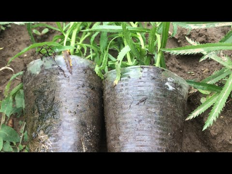 Тысячелистник ПТАРМИКА (черенкование)24.06.23 способы выращивания и размножения