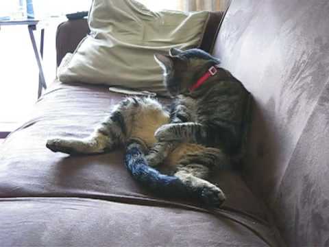 Dirty Tabby - YouTube