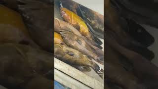 fishing fish سمك لبنان lebanon trending لبناني صيد_سمك سمكة