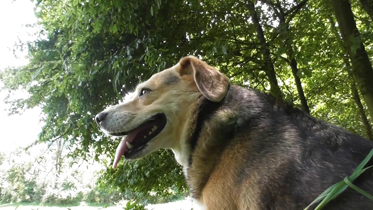 Physalis alkekengi, bladder cherry, Chinese lantern, Japanese-lantern, strawberry groundcherry