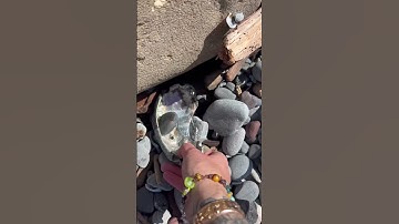 More abalone shell finds! The excitement of that glimmering beauty never gets old. #abaloneshell