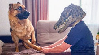 Dog Doing Funny Things - Funniest Animals Videos in April @PetsIsland