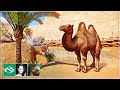 🐫 New franchise in the Desert | Bactrian Camel Habitat | Franchise Mode | Planet Zoo | Ep. 1 |