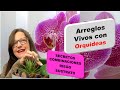 Como poner orquideas Phalaenopsis en arreglos con suculentas cactus y plantas de aire en maceta #303