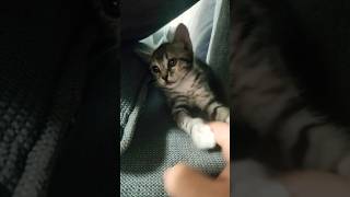 Kitten likes my fingers