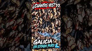 CUANTOS VES?? ¡GALICIA EN ESTADO PURO! ?