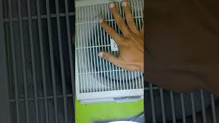 KIPAS ANGIN EXHAUST FAN HEXOS DINDING