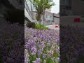 Сад зцілення 🌸 Найпрекрасніша клумба Охматдиту в минулому ...до пошкоджень
