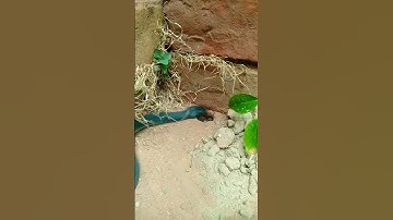 easy snake trap using hole technology . #shorts