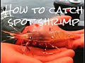 How to catch spot shrimp  ultimate guide