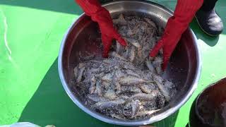 생선 조기 - 젓갈담그기 [Fish Corvina - Making Salted Fish]