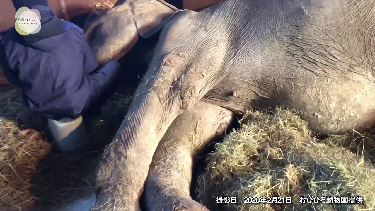 動物園のあるまちプロジェクト 十勝毎日新聞電子版 Tokachi Mainichi News Web