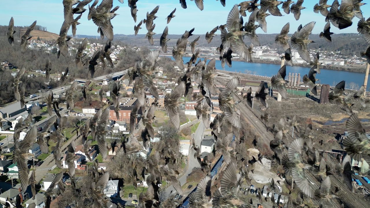 Birds Migrating Around Drone in Mingo