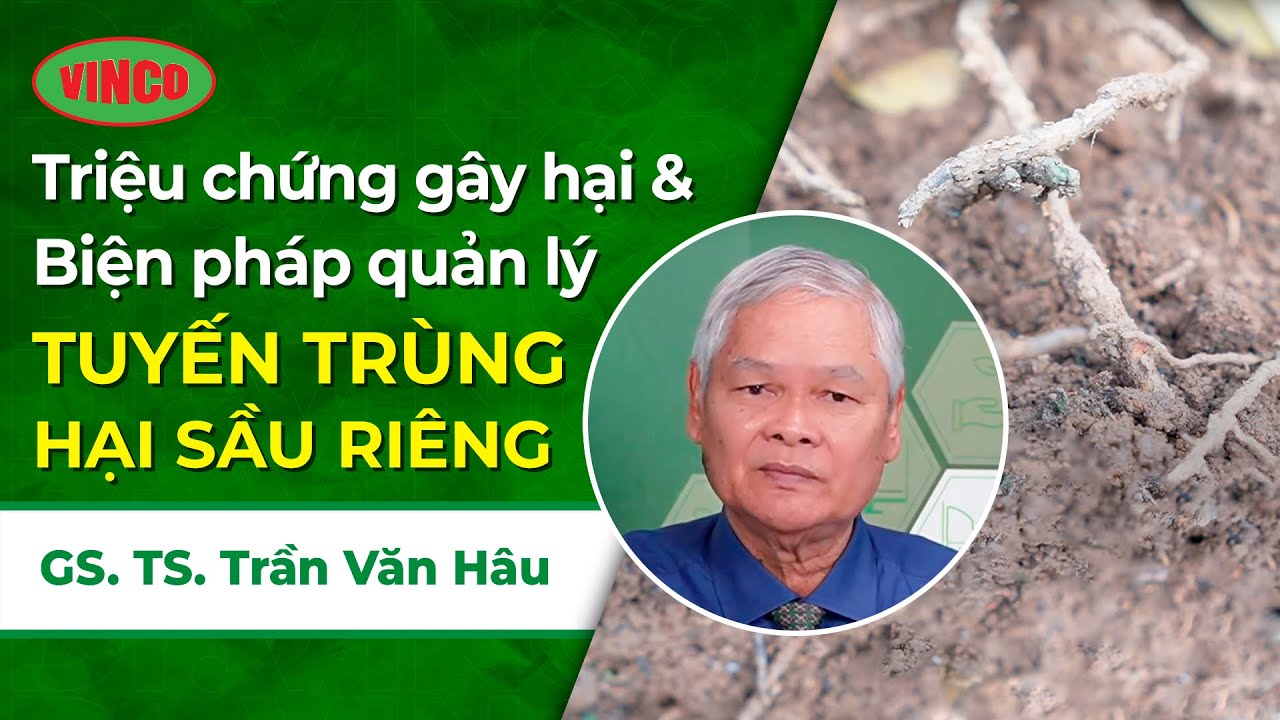 Tuyến Trùng Hại Sầu Riêng: Triệu Chứng Gây Hại Và Biện Pháp Quản lý
