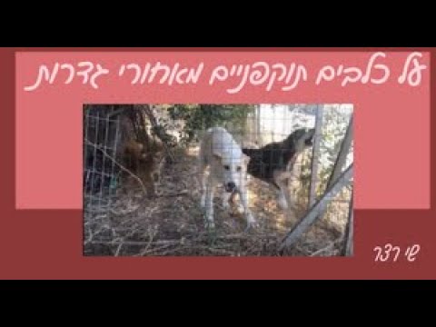 וִידֵאוֹ: התנהגות מזעזעת: הצרה עם צווארונים אלקטרוניים, גדרות בלתי נראות וכלבים 'מזופפים