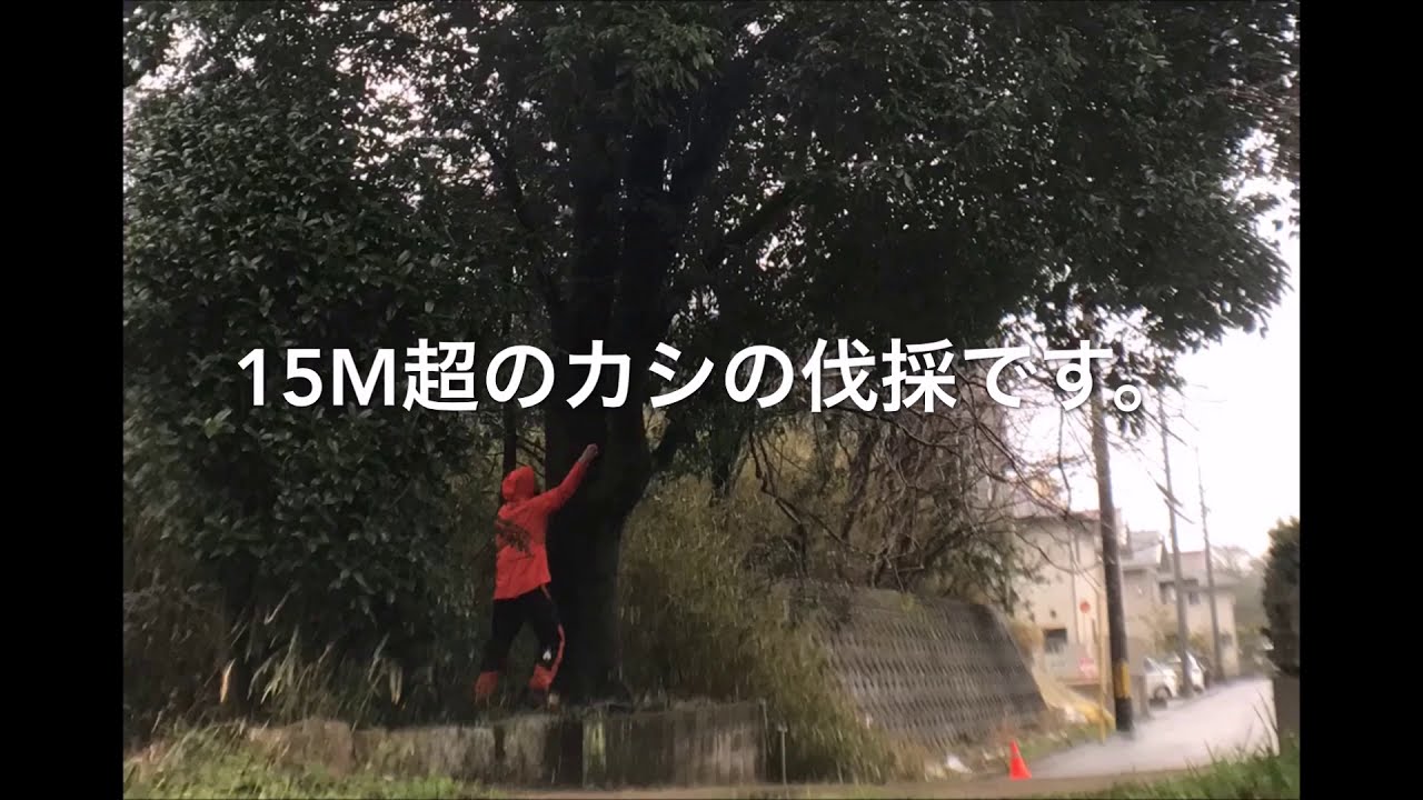 特殊伐採 大きくなりすぎた庭木のカシを剪定伐採 覚えたての技術でいざ実践 最初は自由落下させられる枝を切って落としていく Youtube 特殊伐採 大きくなりすぎた庭木のカシを剪定伐採 覚えたての技術でいざ実践 最初は自由落下させられる枝を切って落としていく Youtube
