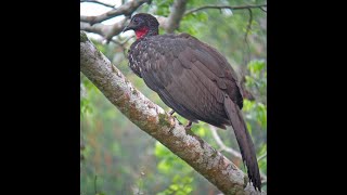 Belize 2008 Part 1 (Chan Chich)