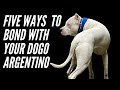 FIVE WAYS TO BOND WITH YOUR DOGO ARGENTINO
