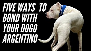 FIVE WAYS TO BOND WITH YOUR DOGO ARGENTINO