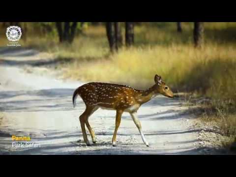 Panna - Madhya Pradesh Tourism - YouTube