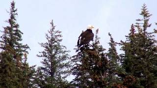 Bald Eagle Atop A Tree In Alaska