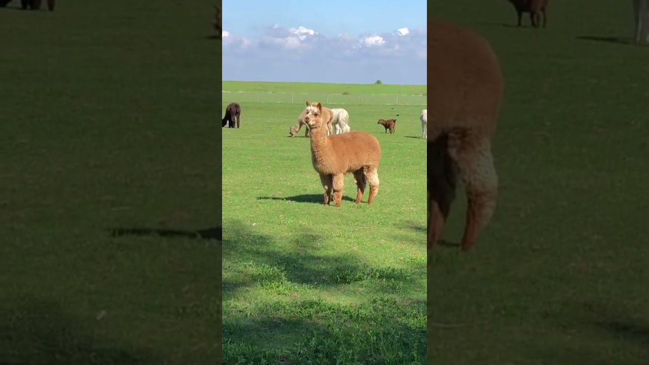 Cute Llama Alpaca can Attack Human | Hilairous | Funniest Animals Videos | 