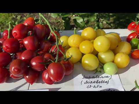 Урожайные сорта томатов Черри. Сорта со сложными кистями
