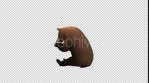 Bear Eat | Motion Graphics - Envato elements