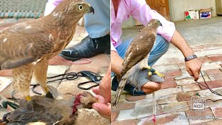 How to train new trapped shikra |eagle hunting falcon hunting |pakistan falconry