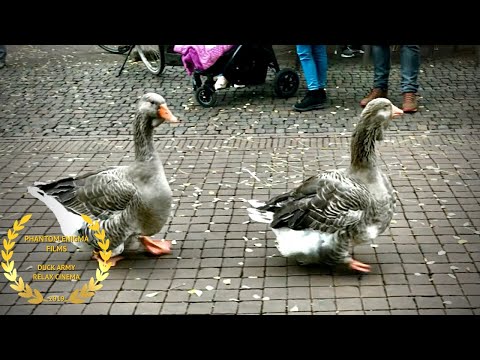 Duck Geese Army