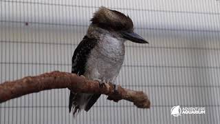 New Baby Animal: Meet Brisbane