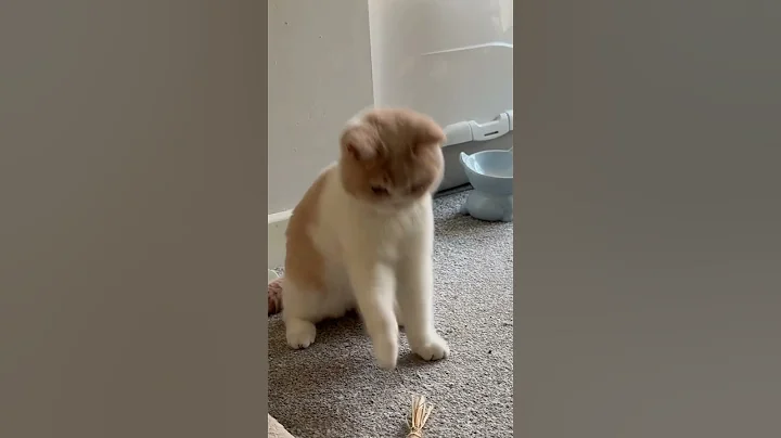 Watch the video about ❤️🐈‍⬛ #british #kitten 🐈‍⬛❤️