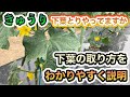 【きゅうり】病気を防ぐための下葉のとり方　いらない葉っぱをとるタイミング