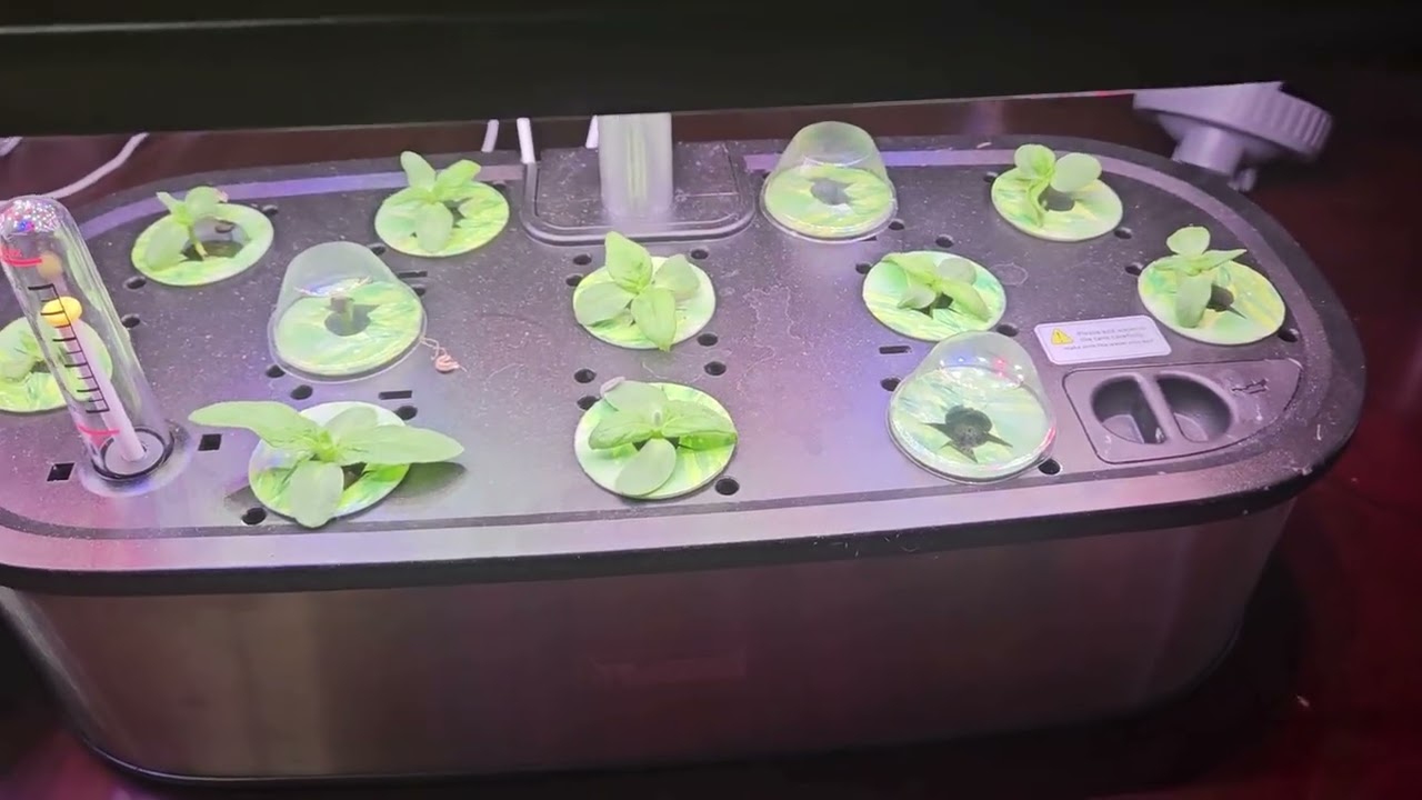 Rearranging the GreenStalk Garden + Raised Bed Refresh 🌿 | NEW Hydroponics Setup & Seedling Update!