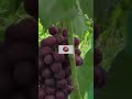 Казка виноград Альянс, ультраранній, 95-100 днів
