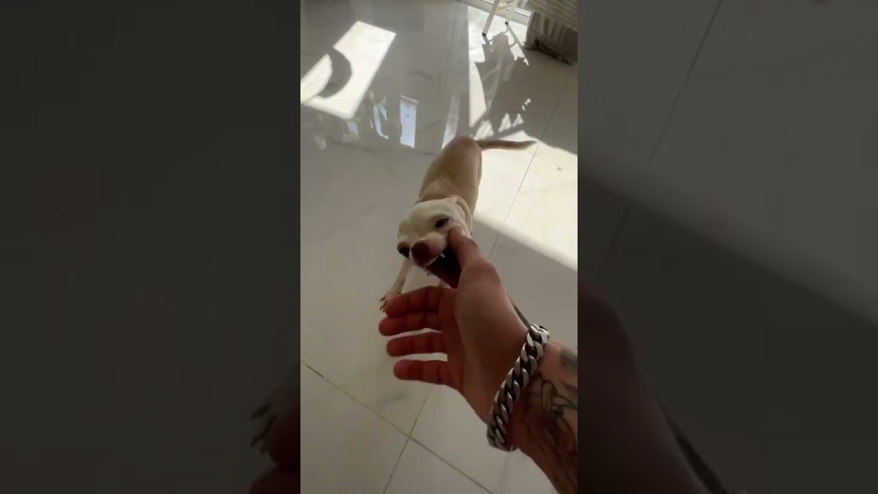 Playing with my dog Niki