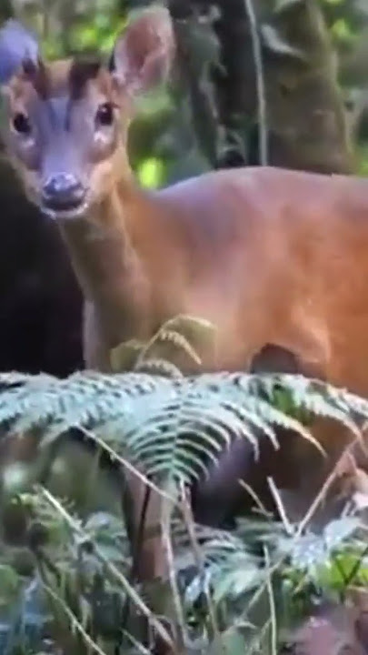 SUARA KIJANG DI TENGAH HUTAN. cocok buat mikat