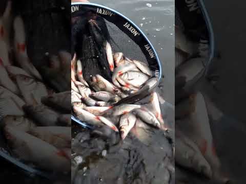 Grudniowe płocie na feeder - intro