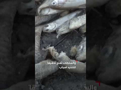 أسماك العراق تتعذب